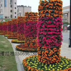 花卉大棚批發,銷售花卉苗木,宿根花卉貨源