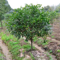 武漢室外綠化家庭花木報價，武漢室內綠植工廠花木單位綠化服務